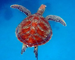 Sipadan Backpackers